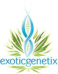 exotic+genetixx