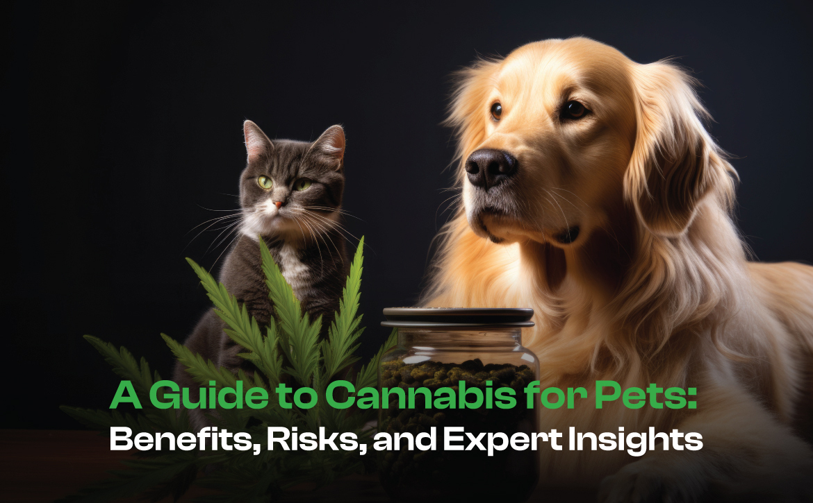 Guide to cannabis for pets