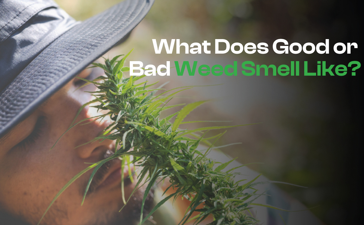 what does good or bad weed smell like