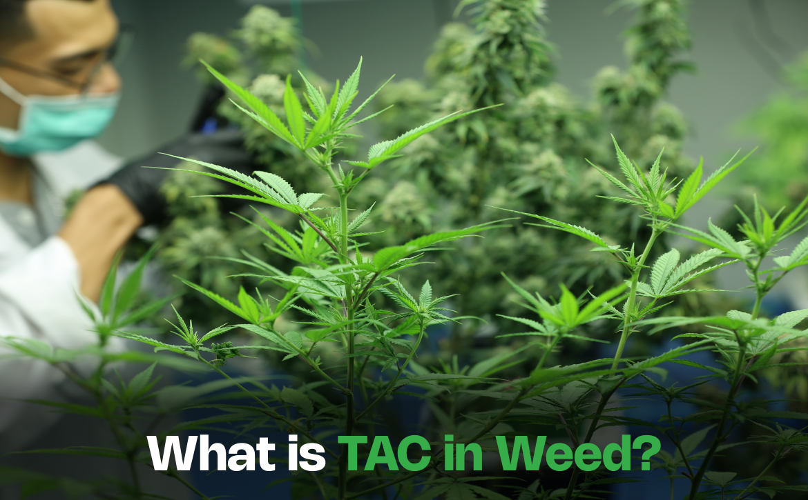 What is TAC in Weed